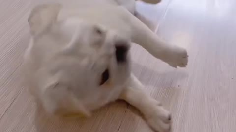 So Funny 😀😀 Acting By Dog 🐶🐕