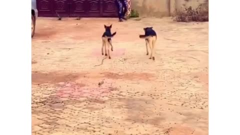 If running is not prohibited, the dog will fall behind