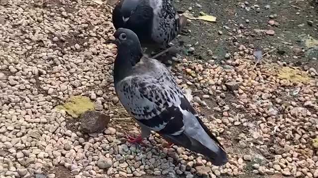 Several pigeons are playing
