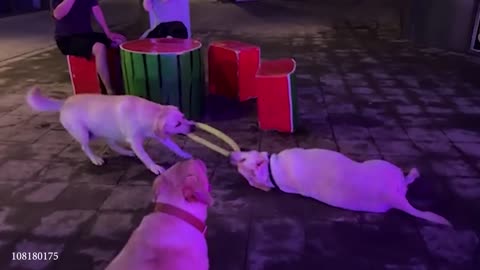 The best and funniest DOG will make you LAUGH EXTREMELY HARD!