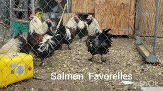 Salmon Favorelle cockerels