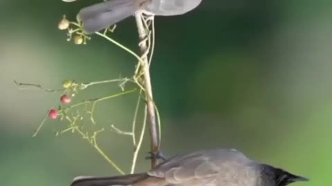 Beautiful Birds, feeding to Baby bird's 🐦🐦🦜🦩🦢🦤🦆🐧🦭🦃🦚😍