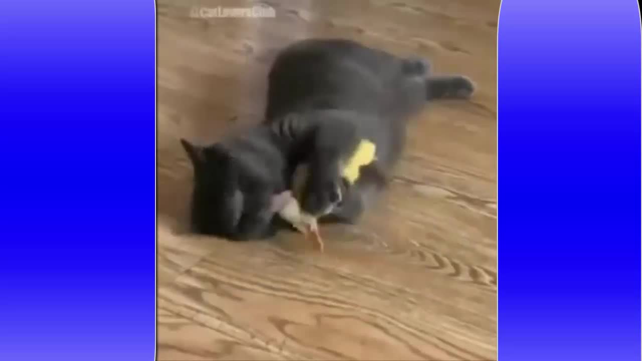 A cat and a baby duck are friends