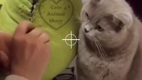 funny cute cats - too cute cats #cats tiktok #2