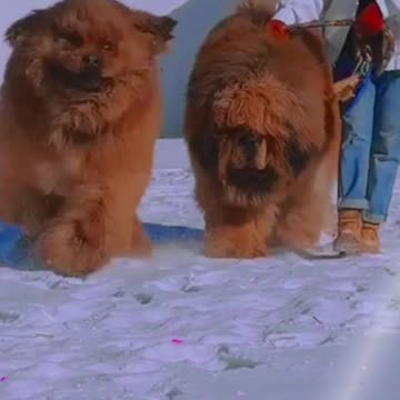 World Most Giant Dogs