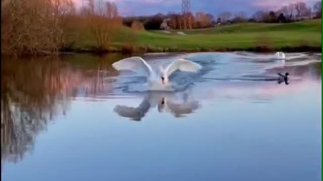 The snow-white swan danced proudly in the water.