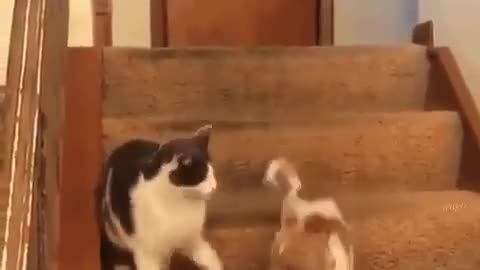 Cat activates dog’s speed mode..