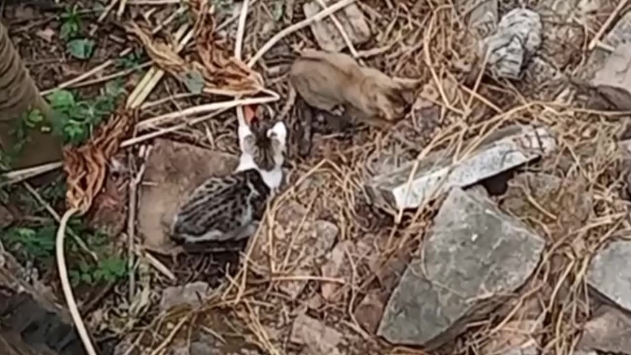 The cat is trying hard to keep her babies out of trouble ! Cute cats