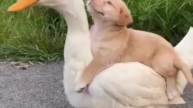 Cute Puppy!! and his little cute Best Friend!!!