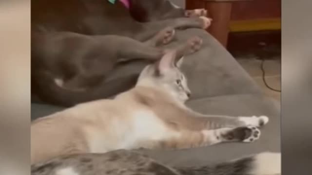 The little cat gets up in the morning and stretches first