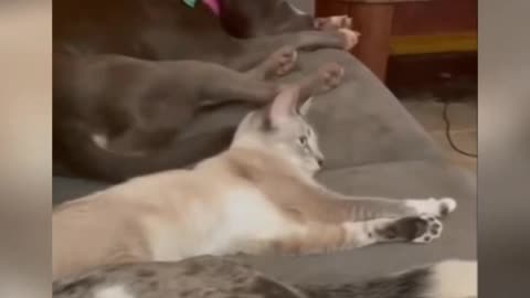 The little cat gets up in the morning and stretches first