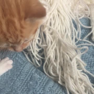 Cute 4 week old ginger kitten tugging at a blanket