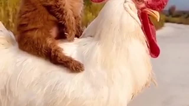 The dog and the chicken are so cute