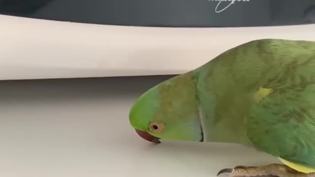 Birb Protects Microwave