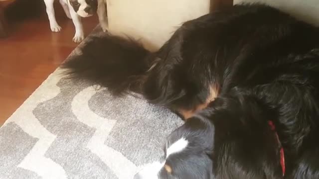 Small dog pulls big dog tail