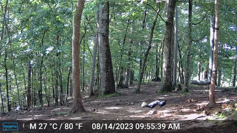 The Woods – 08/15/2023