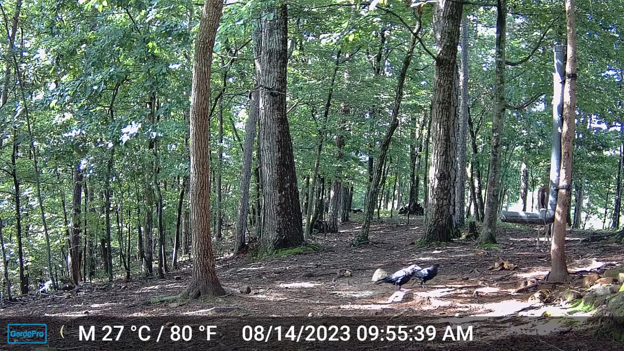 The Woods – 08/15/2023