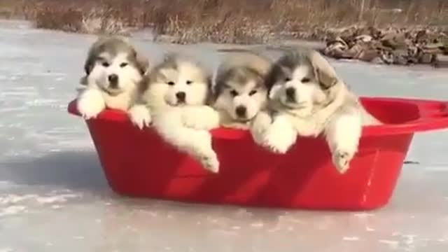 Four Alaskan puppies are super cute and warm