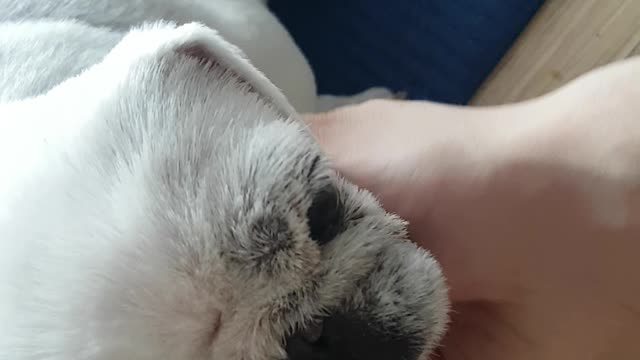 Cute dog petting