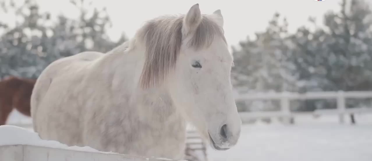 5. The snow-white horse is really beautiful