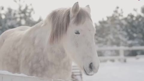 5. The snow-white horse is really beautiful