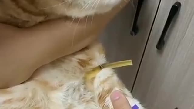 Cute cat taking treatment