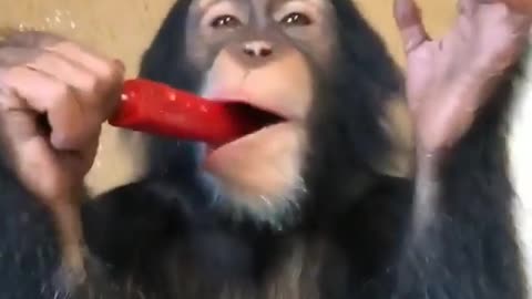 Monkeys Love Ice Lollies!