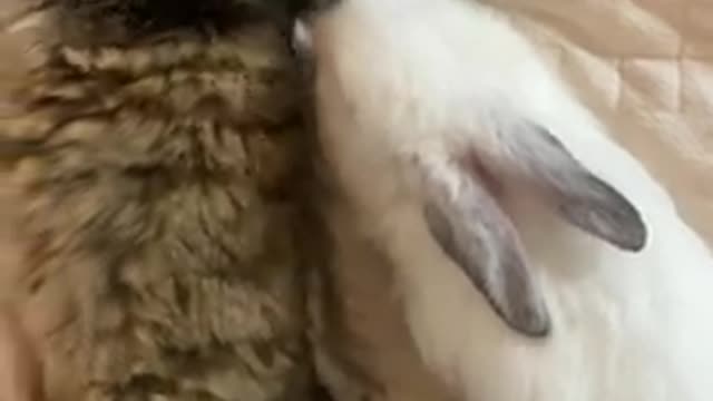 if you are animal lover or cat lover you must watch this video