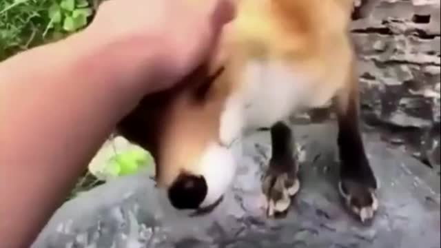 Funny dog .. Funny pets .. Funny cat. Funny animals .. Funny animal video