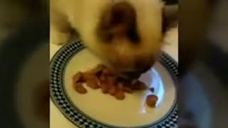 Have a good Meal little Cat ! Funny video