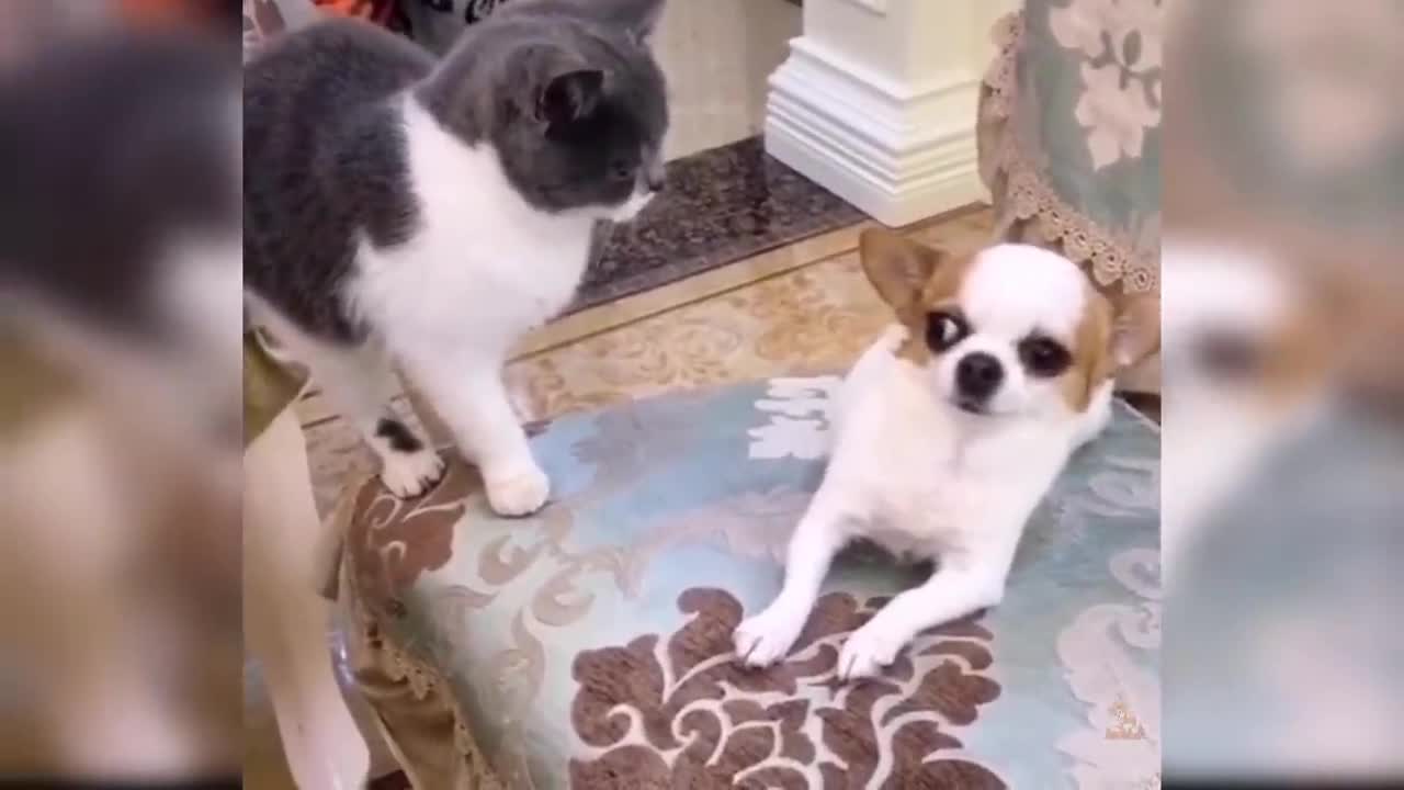 Compilation of puppy funny videos