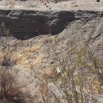 Bobcat Deciding to Leave or Stay