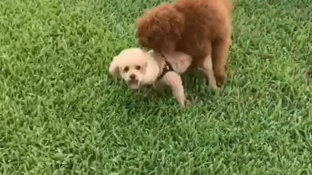 Funny Cat And Dog