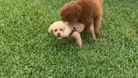 Funny Cat And Dog