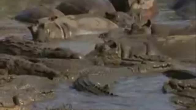 Hippo Vs Crocodile at the water hole Killing Frenzy..