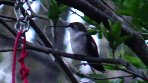 Hummingbird