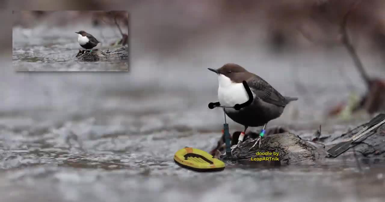 Funny Bird animation ,The bird blowing the air