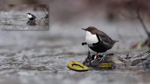 Funny Bird animation ,The bird blowing the air