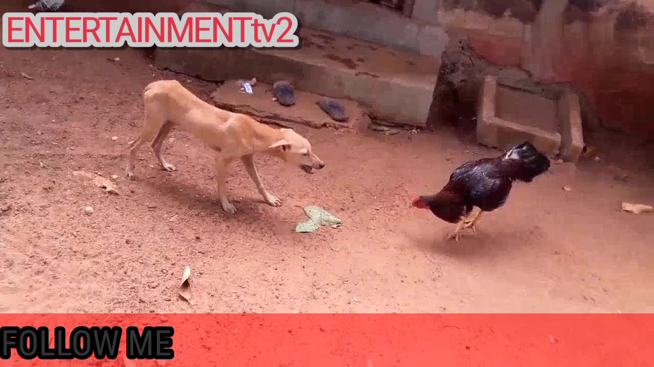 ROOSTER 🐓🐔 VS DOG 🐕🐶 FIGHT