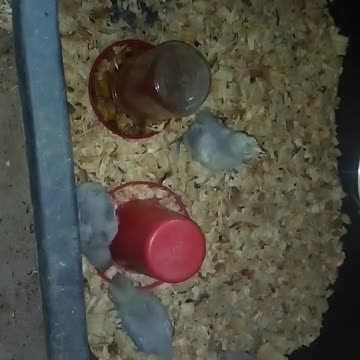 Chicks in a brooder Part 23