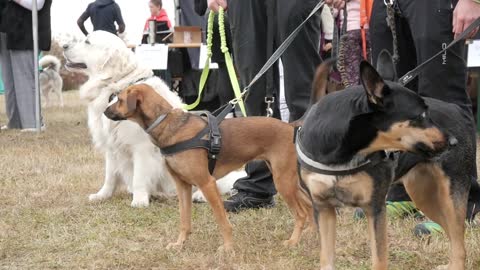 Dogs on leashes and their owners pet with Love