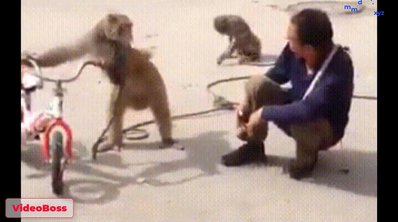 Funny video on monkey