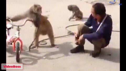 Funny video on monkey