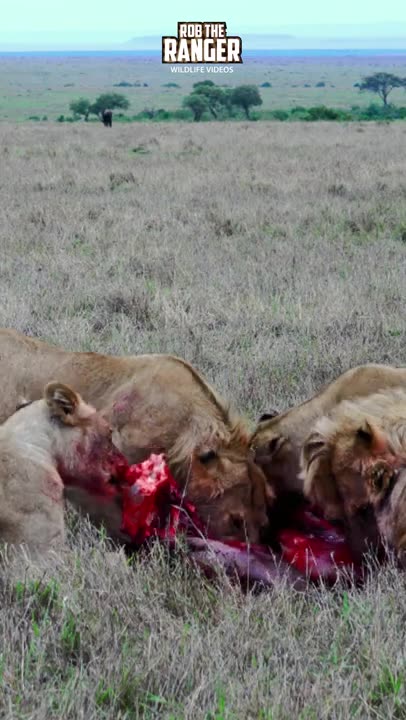 Lions Chew A Gnu 😱😱😱