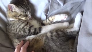 Scratching the Belly of the Cat