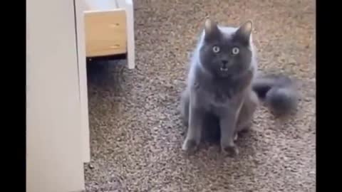 Funni Cats - Don't try to hold back Laughter - Funny Cats