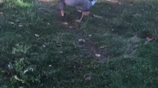 Bert, my special needs goose. Wheezy is tagging along.