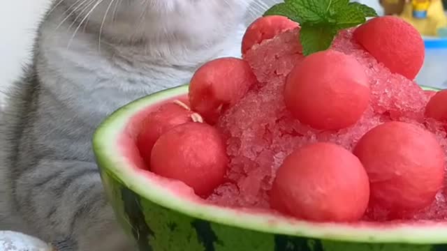 Super Funny Cat Videos - Cats Are Not Only Animals But Also Friends - Super Cat Chef Part 6