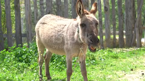 very funny donkey does weird things