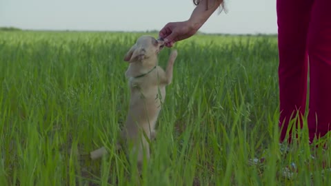 Cute Dog Trying To Eat Something By Owner Hand